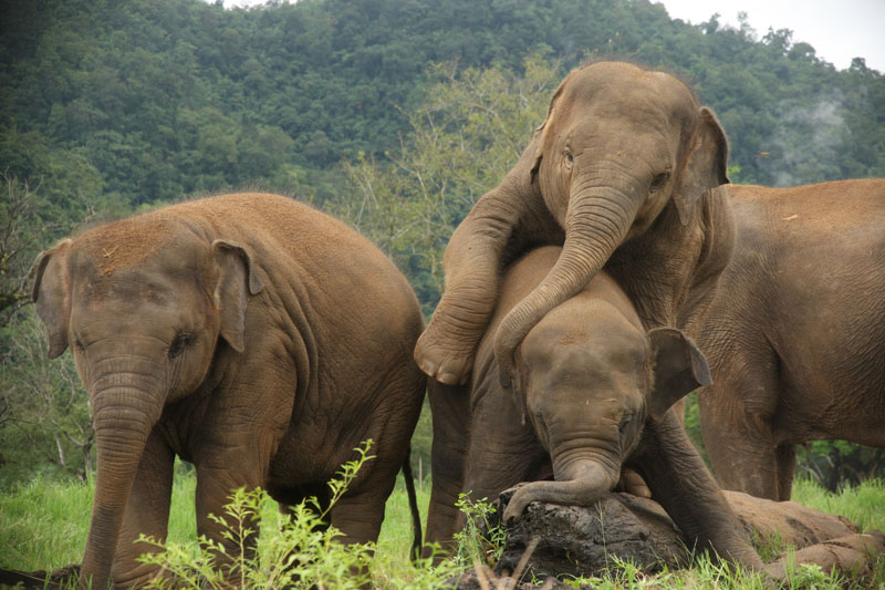 Elephant Sanctuaries in Thailand